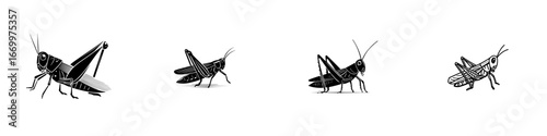 Four black and white grasshopper silhouettes in various poses isolated on white, minimalist monochrome icons