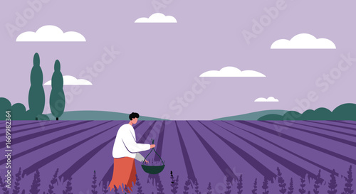 Person harvesting fragrant lavender flowers in a vast purple field under a serene sky. Represents natural beauty, rural lifestyle, and aromatic product cultivation.