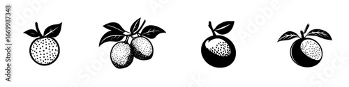 Four black and white illustrations of various citrus fruits with detailed leaf designs on a plain background