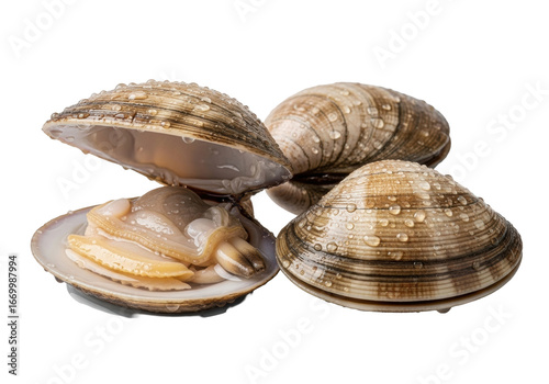 Three raw littleneck clams, one shucked with glistening flesh and briny liquor, water droplets, two unopened on transparent background, studio lighting, extreme close-up pristine freshness and