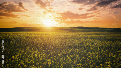Yellow bright flowers bloom in a field of rapeseed at sunset light, creating a beautiful summer landscape. Agricultural business concept image. Vintage film asthetic.