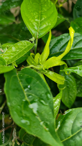 Wallpaper Mural Memories for the name of the Ylang-ylang flower, the yellow flower petals smell good, look fresh after the rain. Close up of Dwarf Ylang-Ylang flower.	 Torontodigital.ca