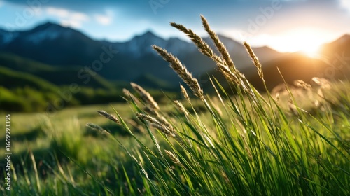 A stunning view of tall, golden grass swaying in the gentle breeze with majestic mountains silhouetted against a vibrant sunset, evoking feelings of serenity and connection with nature.