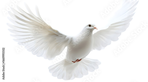 A free flying white dove isolated on a transparent background