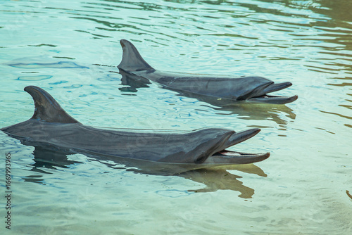 Two bottlenose dolphins swimming in clear shallow water with mouths open, near shoreline, creating gentle ripples across the calm surface