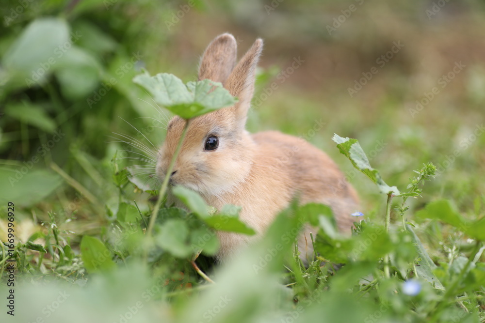 Fototapeta premium Playful rabbit in nature – cute bunny outdoors