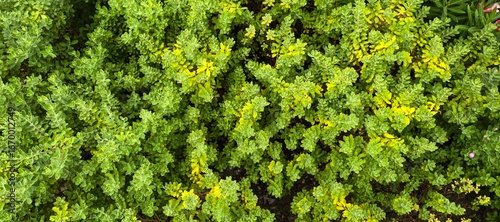 Photos Vibrant green and yellow foliage creates a dense, textured natural background