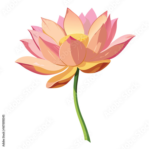 Pink and yellow lotus flower with green stem orange