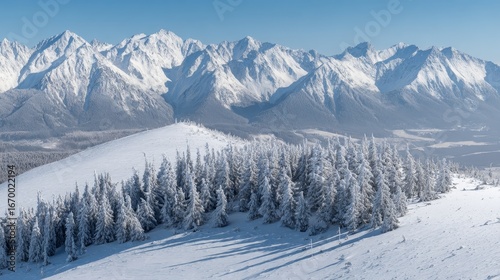 Snow covered conifer trees standing on mountain ridge in Tatra Mountains, Poland, Europe, scenic winter landscape with frosty forest, cold nature, snowy peaks, serene wilderness and outdoor adventure