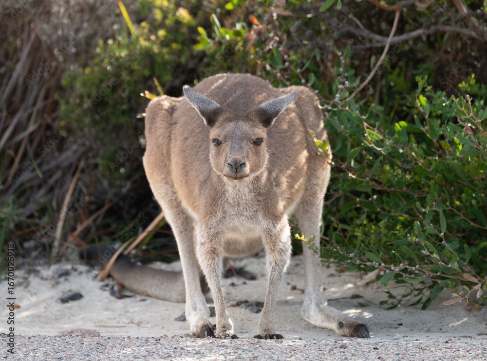 Fototapeta premium Kangaroo in the bush in Western Australia, Australia