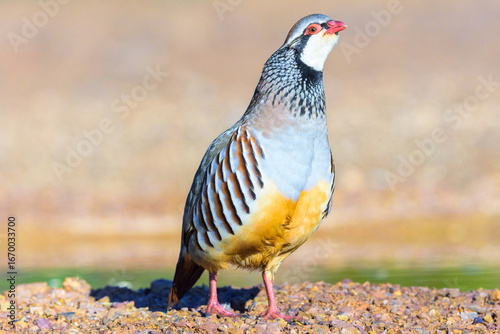 Red-legged partridge in open landscape