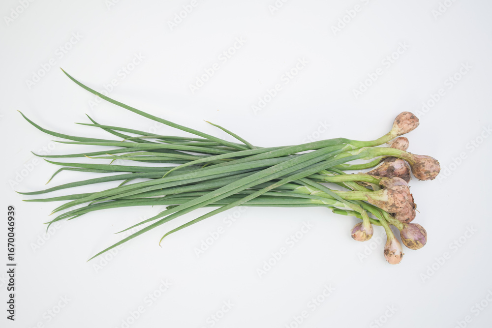 Fototapeta premium Freshly harvested shallots with long green leaves and soil on bulbs, isolated on white background, concept of organic farming and cooking ingredients.