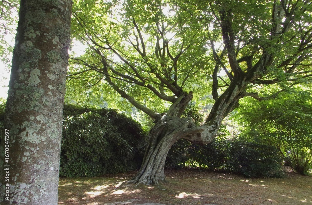 Fototapeta premium A grand tree in a park, with its many branches