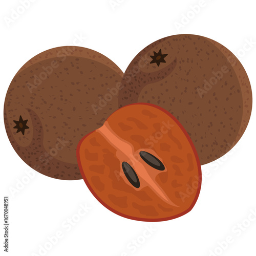 sapodilla whole fruit and slice vector.