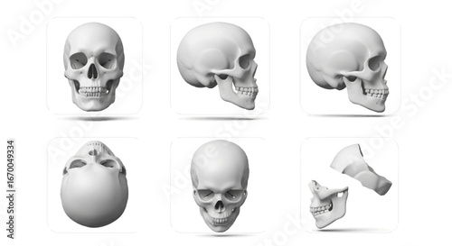 Anatomical Views of a Human Skull A Comprehensive Visual Study
