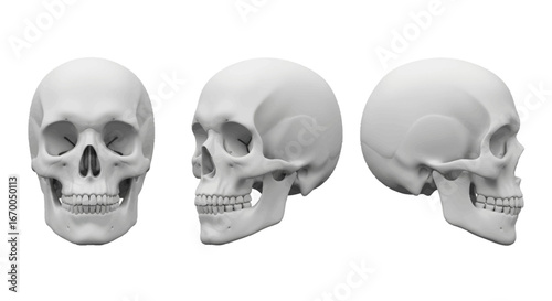 Anatomical Skull Illustrations Front, Oblique, and Side Views on White