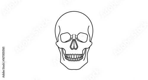Minimalist Skull Illustration Anatomical Line Art Depicting Human Cranium for Halloween and Medical Designs