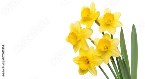 Fototapeta Naklejka Na Ścianę i Meble -  Isolated Daffodils
