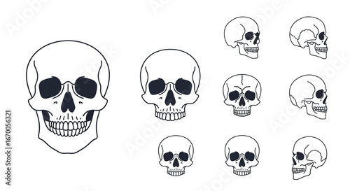 Human Skull Anatomy Multiple Views Illustration