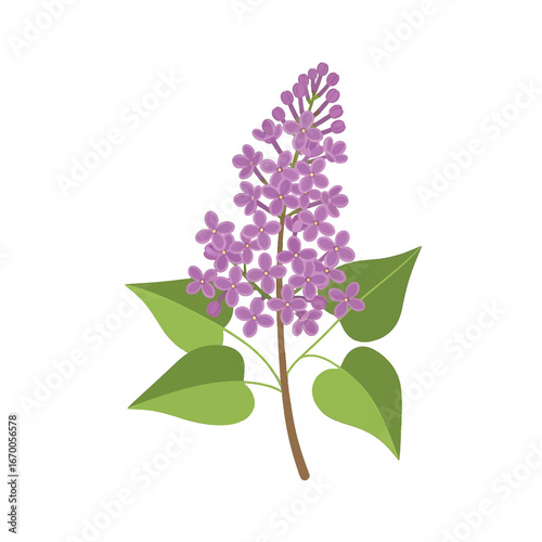 Detailed Illustration of Purple Lilac Flower with Green Leaves on White Background Featuring Spring Blooms and Isolated Herbal Design