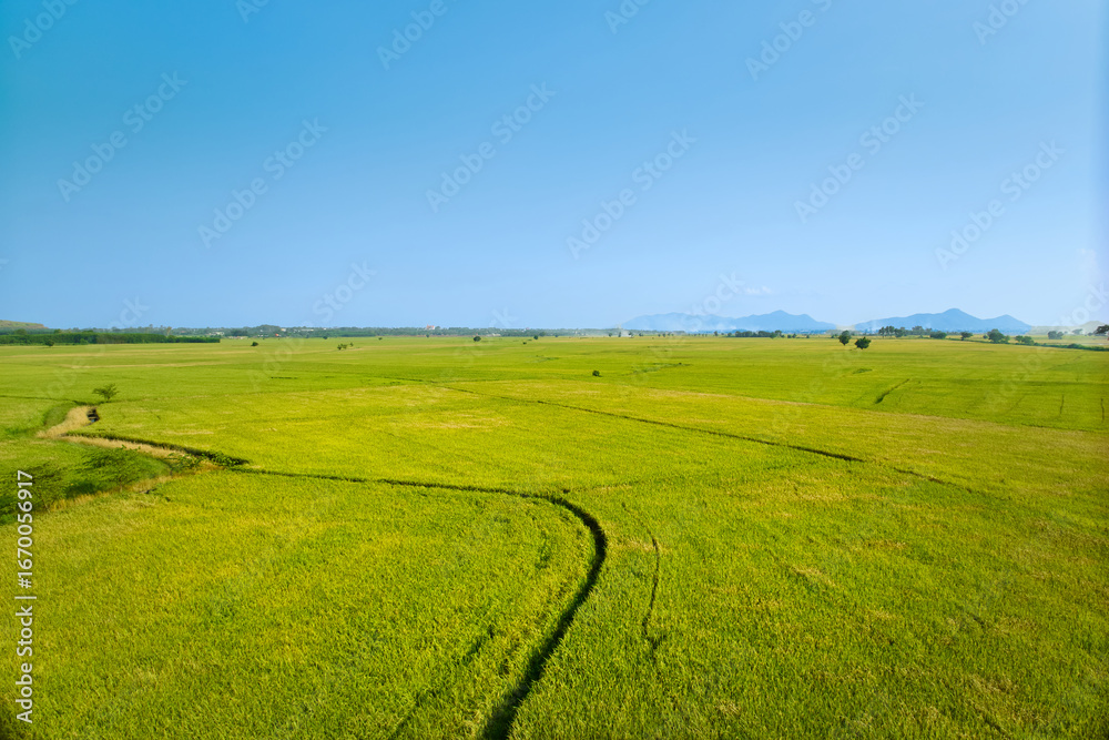 Obraz premium Aerial drone shot of a combine harvester machine in a golden paddy field in a village