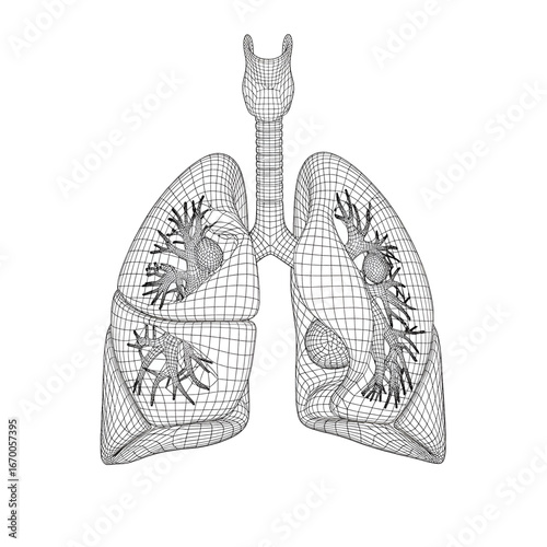 Detailed Black and White Illustration of Human Lungs Anatomical Structure and Respiratory System for Medical Purposes