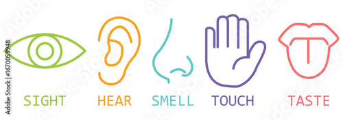 Five human senses editable stroke outline icons set. Flat vector illustration of human senses including ear, eye, nose, lips, and hand in minimalist design style. Five senses of human nervous system.