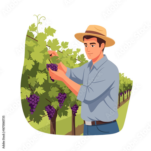 Man Harvesting Purple Grapes at Sunny Vineyard Wearing Hat and Blue Shirt in Agricultural Field