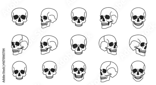 Human Skull Illustrations Anatomy Drawings for Artists & Students