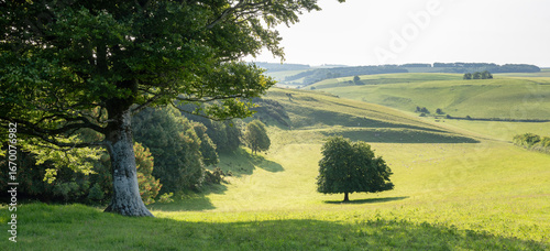 grassy hills and trees in countryside landscape of south dorset in south england