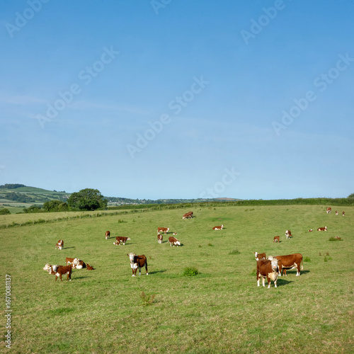 red and white spotted cows in dorset countryside near jurassic coast in England
