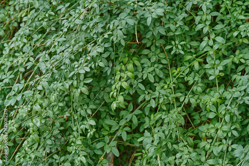 Vibrant Green Foliage of a Lush Climbing Vine Creating a Dense Natural Wall