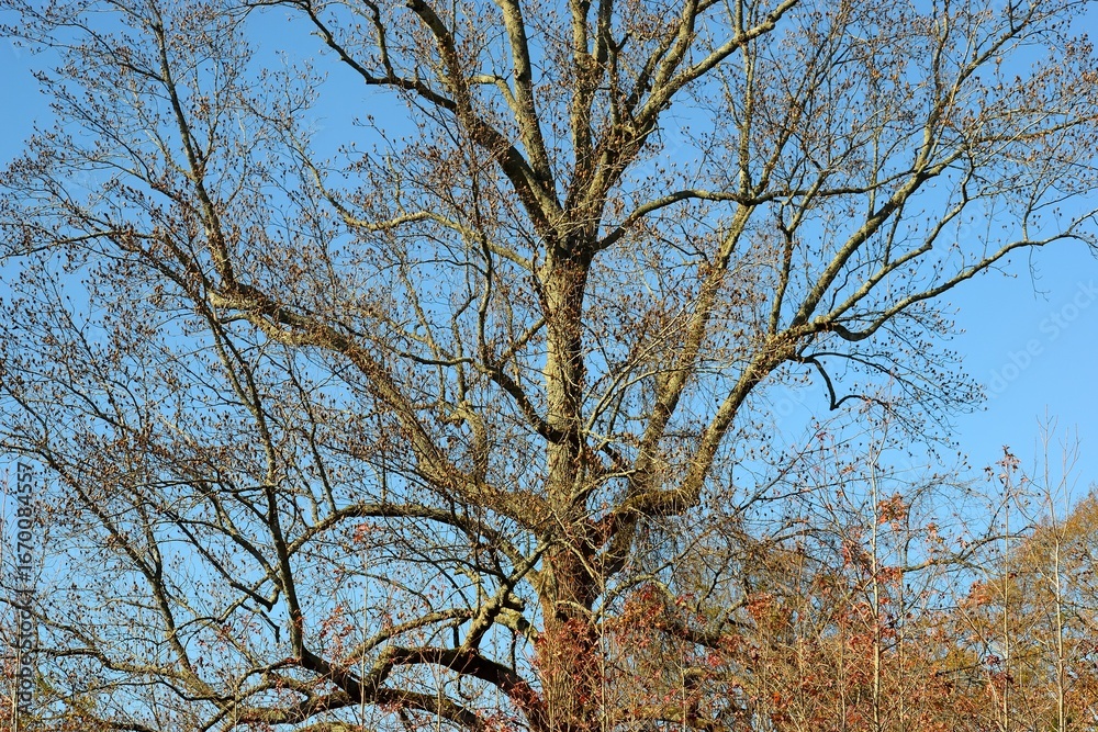Fototapeta premium Barren tree at winter season