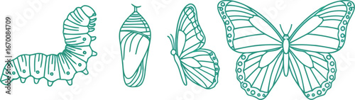 Butterfly life cycle stages transformation metamorphosis insect growth vector
