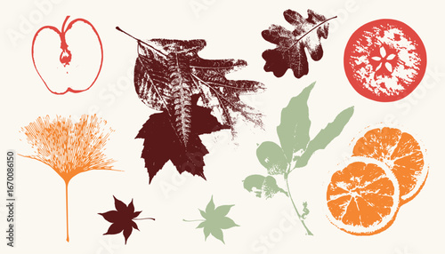 Autumn botanical prints with leaves, apple and orange slices, vintage textured vector illustration