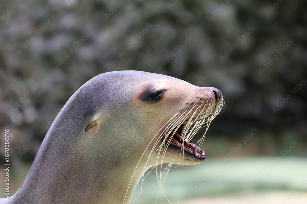 Fototapeta premium california sea lion make a sound