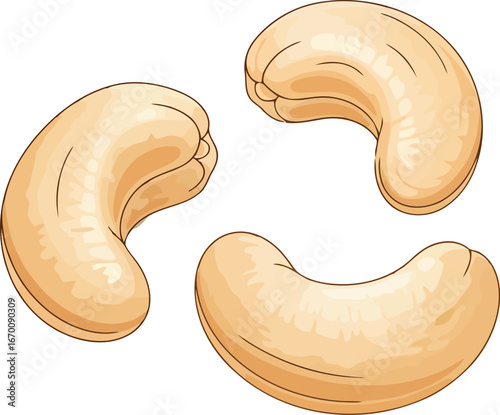 Healthy cashew kernels trio natural snack food ingredient vector