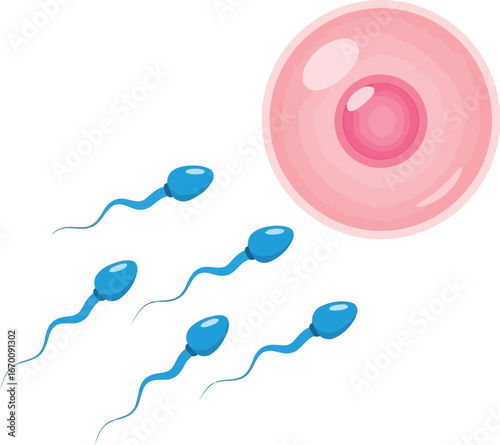 Sperm cells approaching ovum fertilization process medical illustration vector