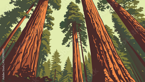 Tall Redwood Trees in a Forest Nature Illustration Upward View Green Canopy Tall Trees Forest Scene Nature Background.
