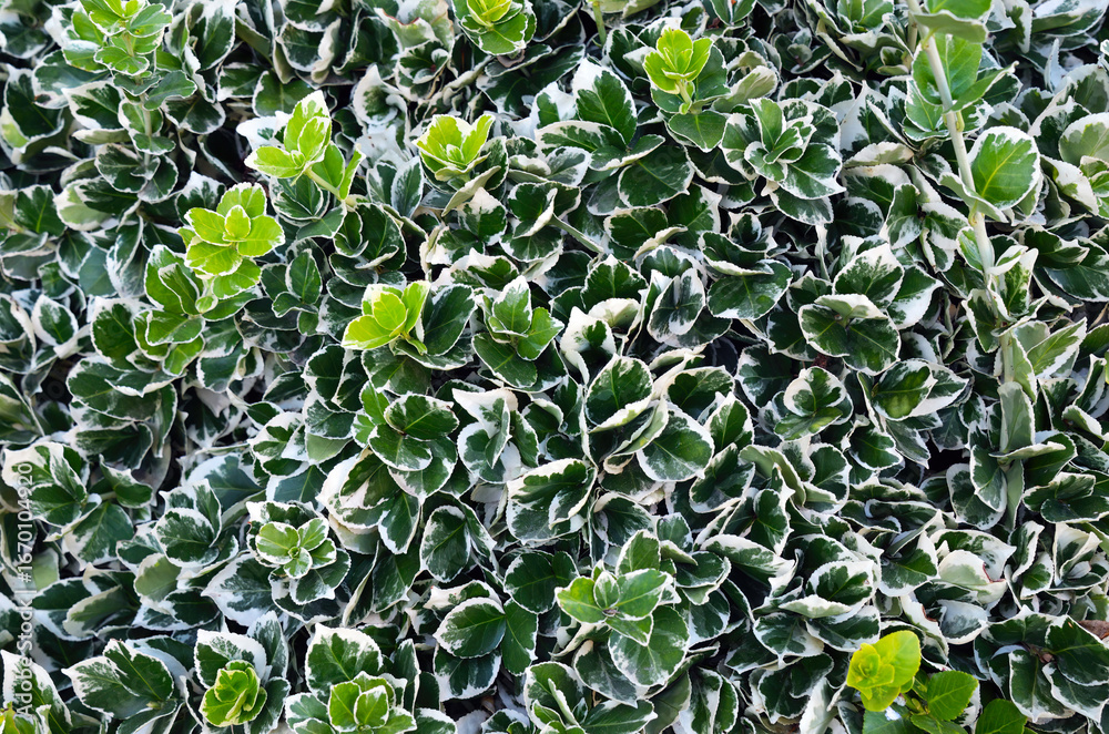 Fototapeta premium Emerald Gaiety. Euonymus fortunei