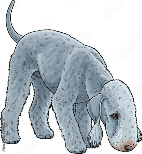 Bedlington Terrier dog sniffing ground cute vector illustration