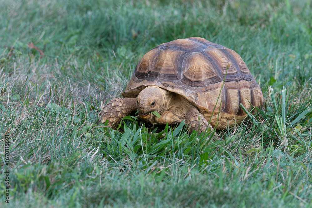 Obraz premium Sulcata Tortoise eating grass