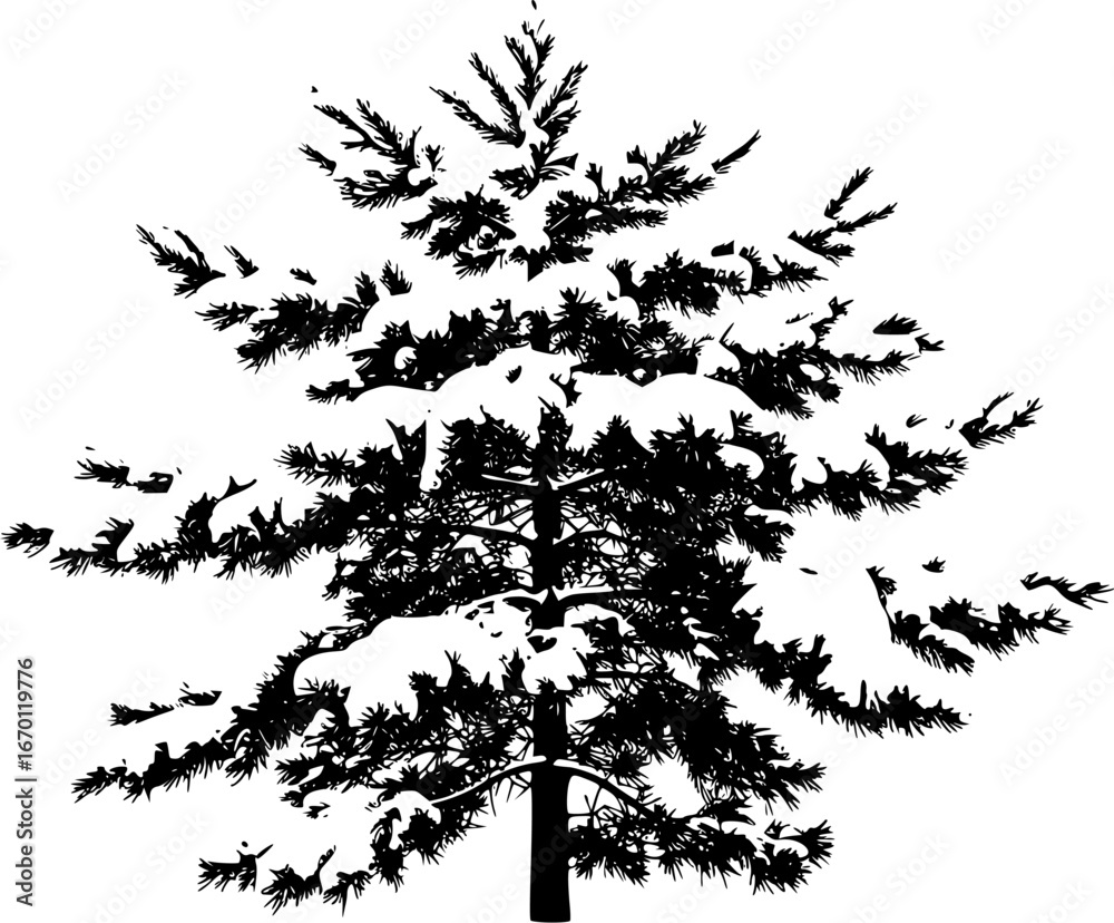 Obraz premium Pine tree in winter covered by snow. isolated on transparent background. 