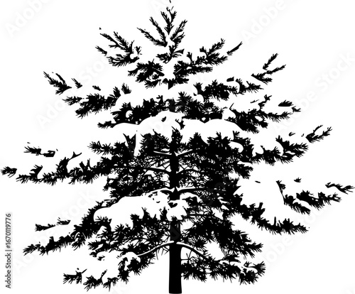 Pine tree in winter covered by snow. isolated on transparent background.

