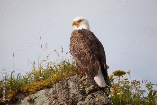 american bald eagle on a rock profile looking left