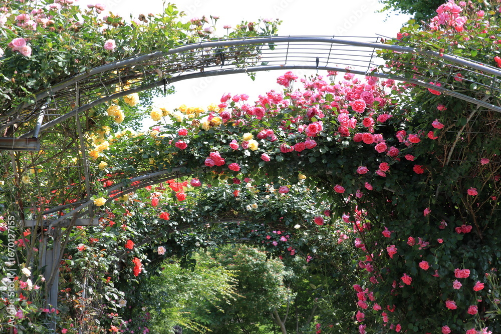 Obraz premium 満開のバラ