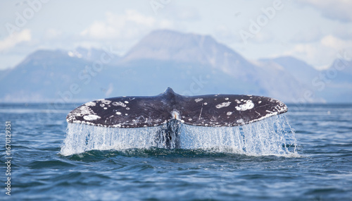 gray whale tail with water pouring off, fluke up dive with mountains in the background