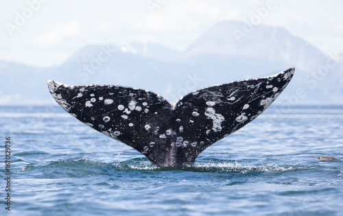 gray whale tail with water pouring off, fluke up dive with mountains in the background, perfect symmetry