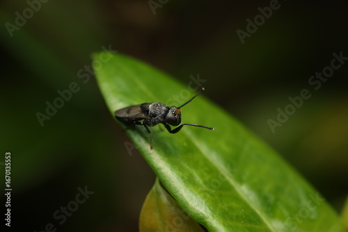 The black soldier fly (Hermetia illucens) belongs to the family Stratiomyidae. Adults often perch on leaves or other surfaces, while larvae feed on organic waste. 