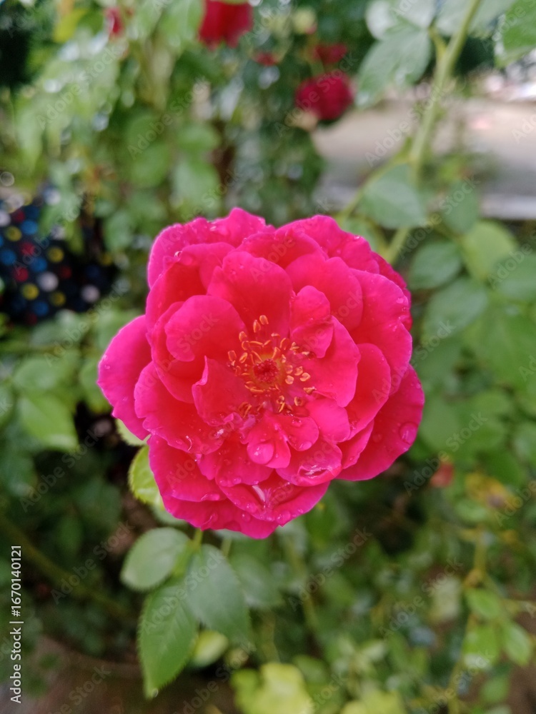 Fototapeta premium pink rose in garden